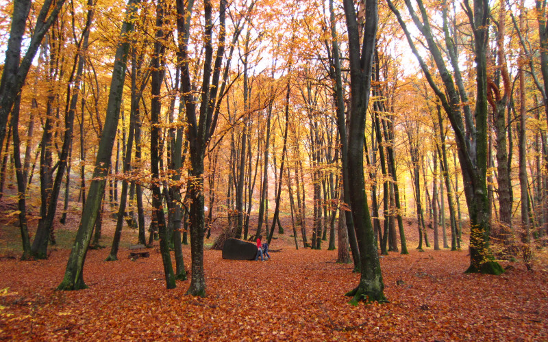 Altenburger Wald