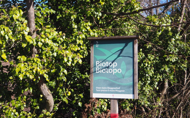 Hier beim Biotop-Schild beginnt der Steig zum Wangener Bach