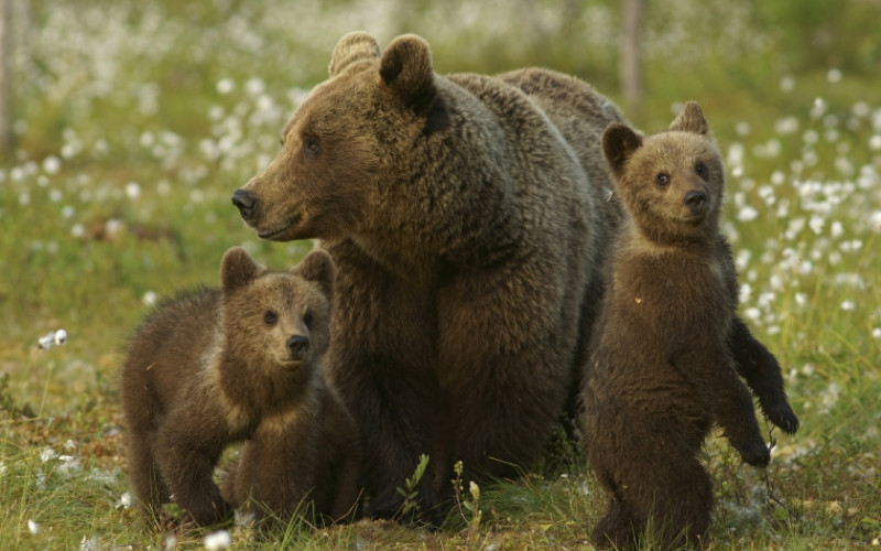 orsa cuccioli