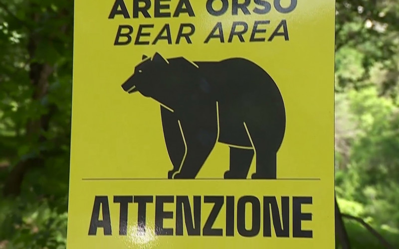 Bear area, Trentino