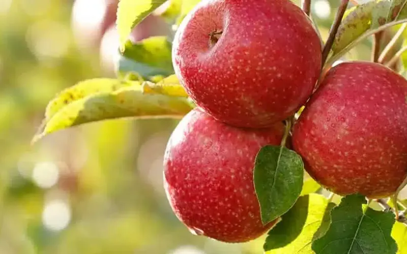 Apfel