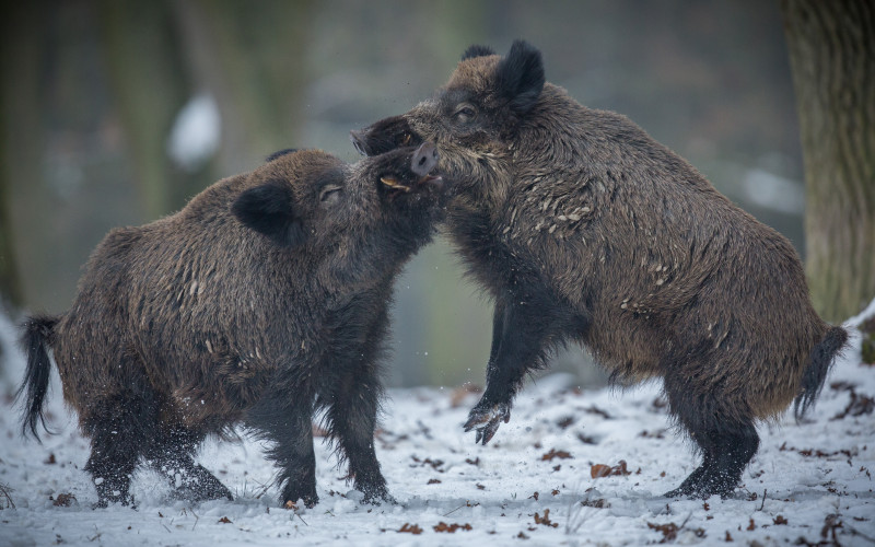 Wildschweine