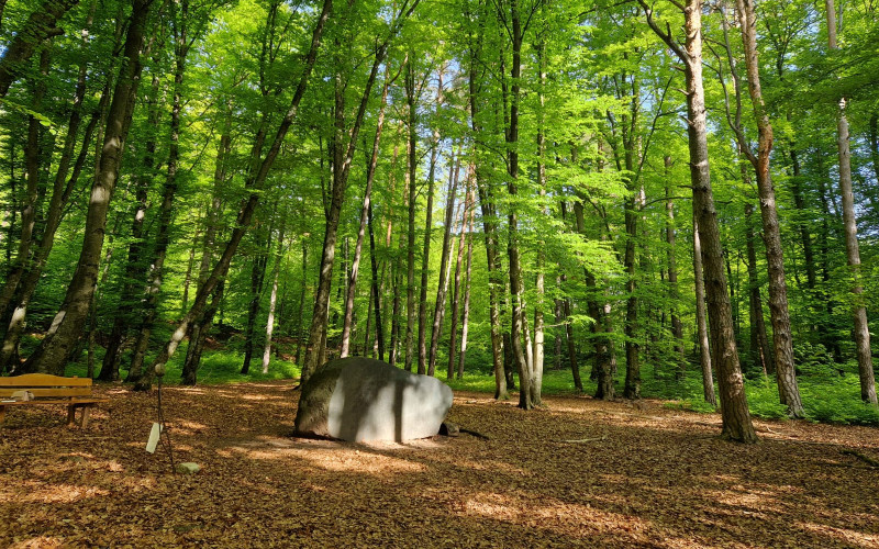 Wald in Kaltern