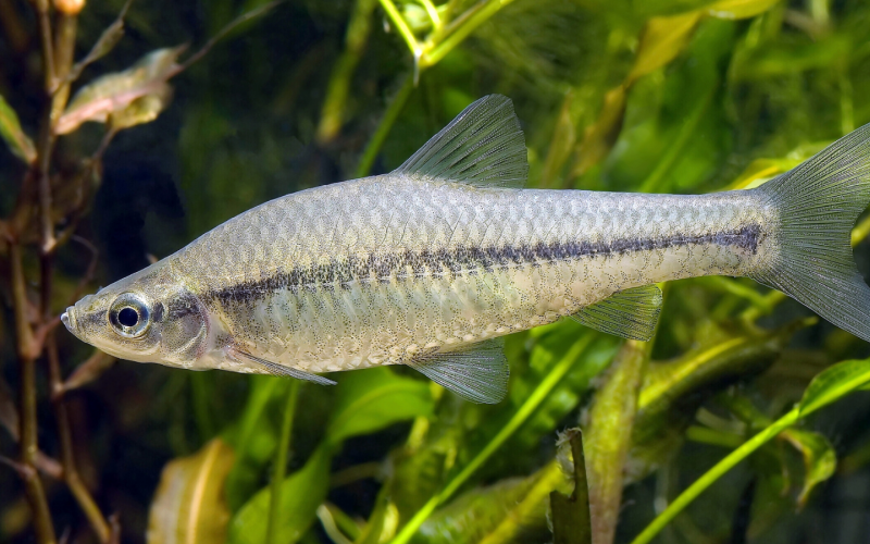 Blaubandbärblin