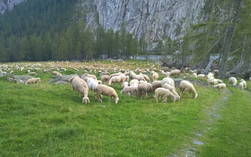 Schafe auf der Weide