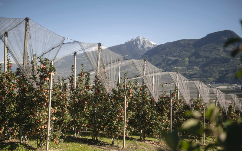 Apfelwiese in Südtirol