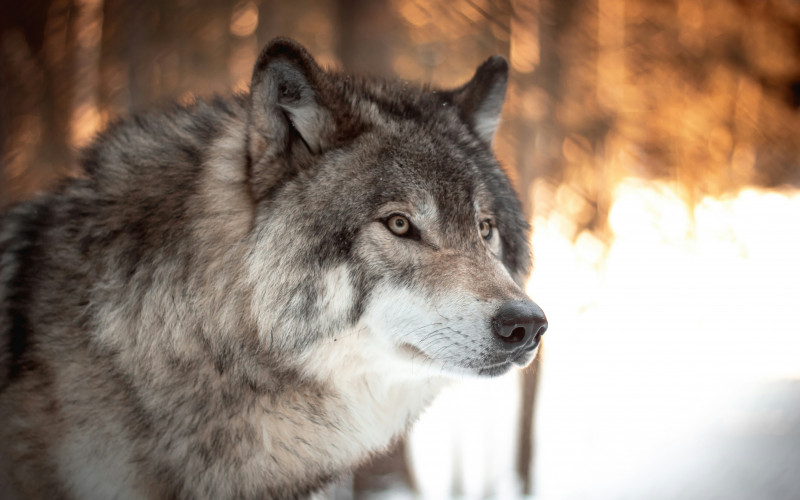 Wolf