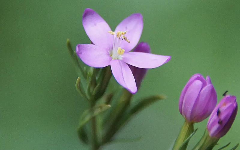 Das Tausendgüldenkraut hat es in sich