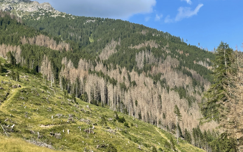 bosco in trentino
