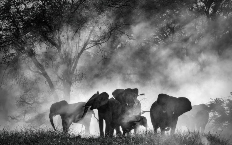 Ghost Elephants