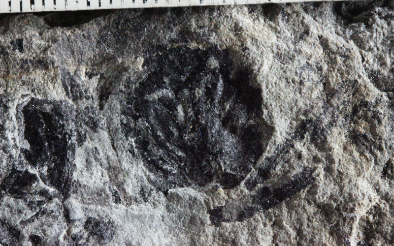 Brinkia Kerpiana