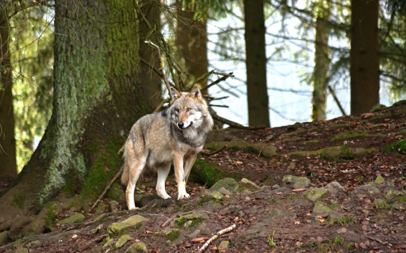 Wolf im Walde