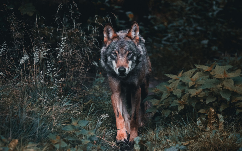 wolf.jpg
